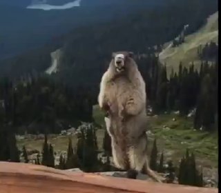 Превью видео